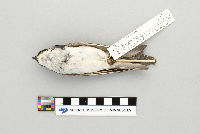 Tachycineta bicolor image