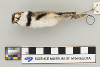 Charadrius vociferus image