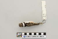 Charadrius vociferus image