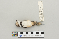Charadrius vociferus image