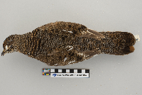 Dendragapus canadensis image