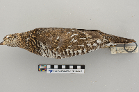 Dendragapus canadensis image