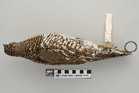 Dendragapus canadensis image