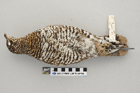 Dendragapus canadensis image