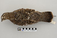 Dendragapus canadensis image