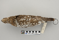 Dendragapus canadensis image