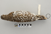 Dendragapus canadensis image