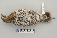 Dendragapus canadensis image