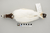 Lagopus lagopus image