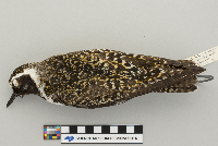 Pluvialis dominica image