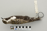 Pluvialis dominica image