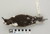 Pluvialis dominica image