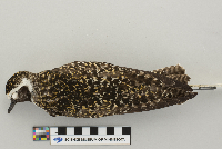 Pluvialis dominica image