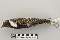 Pluvialis dominica image
