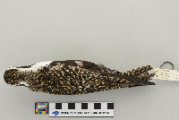 Pluvialis dominica image