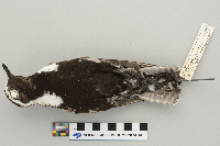 Pluvialis dominica image