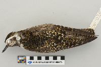 Pluvialis dominica image