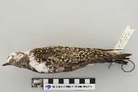 Pluvialis dominica image