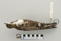 Pluvialis dominica image