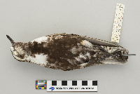 Pluvialis dominica image