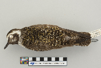 Pluvialis dominica image