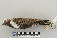 Pluvialis dominica image