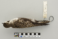 Pluvialis dominica image