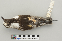 Pluvialis dominica image