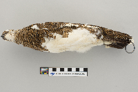 Lagopus mutus image