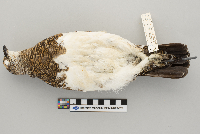Lagopus mutus image