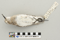 Image of Calidris bairdii