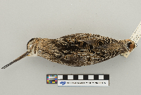 Gallinago gallinago image