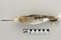 Gallinago gallinago image