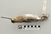 Gallinago gallinago image