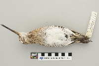 Gallinago gallinago image