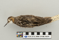 Phalaropus lobatus image