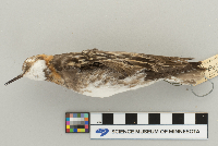 Phalaropus lobatus image
