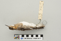 Phalaropus lobatus image