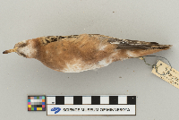 Phalaropus fulicarius image