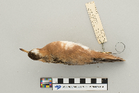 Phalaropus fulicarius image