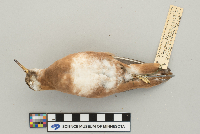 Media resource of Phalaropus fulicarius