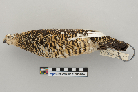 Lagopus mutus image