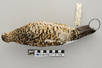 Lagopus mutus image