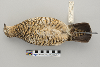 Lagopus mutus image