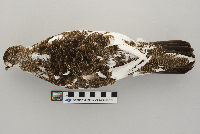 Lagopus mutus image