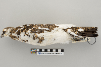 Lagopus mutus image