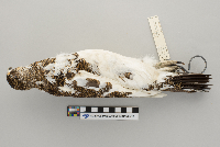 Lagopus mutus image