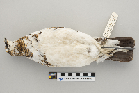 Lagopus mutus image