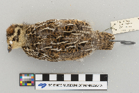 Dendragapus canadensis image