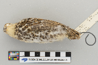 Dendragapus canadensis image